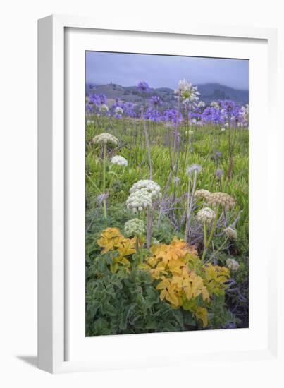 Coastal Flowers at Montara Beach, California-Vincent James-Framed Photographic Print