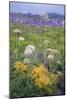 Coastal Flowers at Montara Beach, California-Vincent James-Mounted Photographic Print