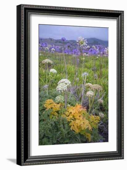 Coastal Flowers at Montara Beach, California-Vincent James-Framed Photographic Print