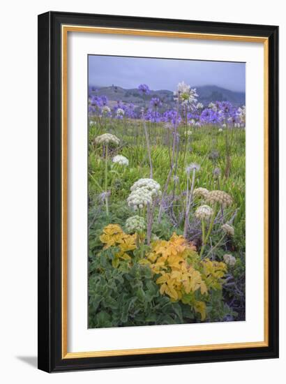 Coastal Flowers at Montara Beach, California-Vincent James-Framed Photographic Print