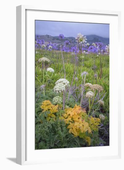 Coastal Flowers at Montara Beach, California-Vincent James-Framed Photographic Print