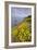 Coastal Flowerscape, Carmel-Vincent James-Framed Photographic Print