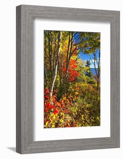 Coastal Forest Autumn Scenic, Maine-George Oze-Framed Photographic Print