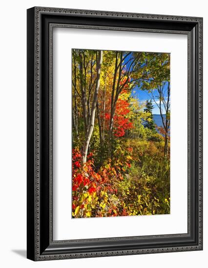 Coastal Forest Autumn Scenic, Maine-George Oze-Framed Photographic Print