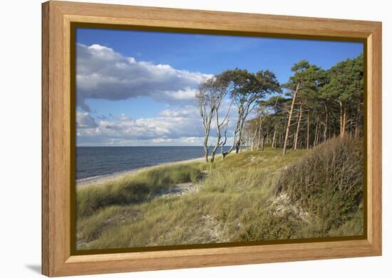 Coastal Forest on the Western Beach of Darss Peninsula-Uwe Steffens-Framed Premier Image Canvas