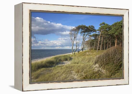 Coastal Forest on the Western Beach of Darss Peninsula-Uwe Steffens-Framed Premier Image Canvas