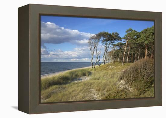 Coastal Forest on the Western Beach of Darss Peninsula-Uwe Steffens-Framed Premier Image Canvas