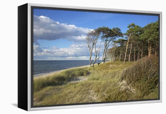 Coastal Forest on the Western Beach of Darss Peninsula-Uwe Steffens-Framed Premier Image Canvas