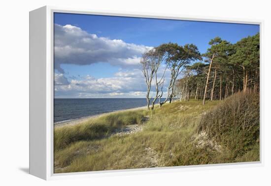 Coastal Forest on the Western Beach of Darss Peninsula-Uwe Steffens-Framed Premier Image Canvas