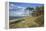Coastal Forest on the Western Beach of Darss Peninsula-Uwe Steffens-Framed Premier Image Canvas
