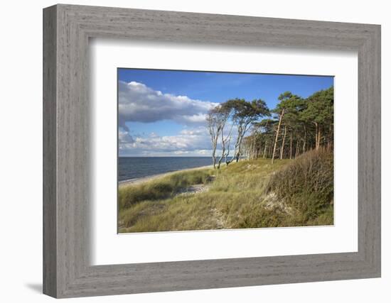 Coastal Forest on the Western Beach of Darss Peninsula-Uwe Steffens-Framed Photographic Print