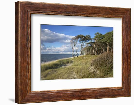 Coastal Forest on the Western Beach of Darss Peninsula-Uwe Steffens-Framed Photographic Print