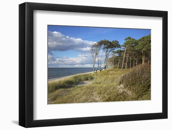 Coastal Forest on the Western Beach of Darss Peninsula-Uwe Steffens-Framed Photographic Print