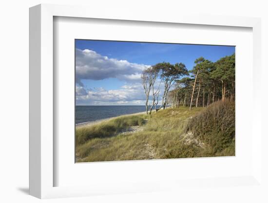 Coastal Forest on the Western Beach of Darss Peninsula-Uwe Steffens-Framed Photographic Print