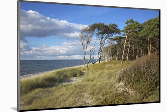 Coastal Forest on the Western Beach of Darss Peninsula-Uwe Steffens-Mounted Photographic Print