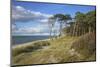 Coastal Forest on the Western Beach of Darss Peninsula-Uwe Steffens-Mounted Photographic Print