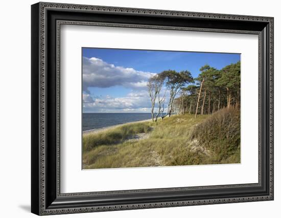 Coastal Forest on the Western Beach of Darss Peninsula-Uwe Steffens-Framed Photographic Print