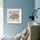 Coastal Gems III-John Seba-Framed Giclee Print displayed on a wall