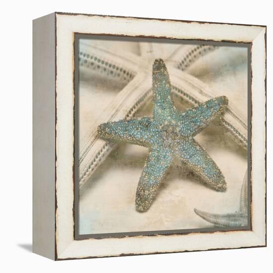 Coastal Gems III-John Seba-Framed Stretched Canvas