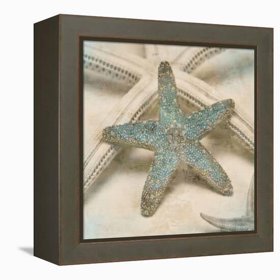 Coastal Gems III-John Seba-Framed Stretched Canvas