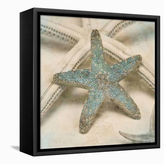 Coastal Gems III-John Seba-Framed Stretched Canvas