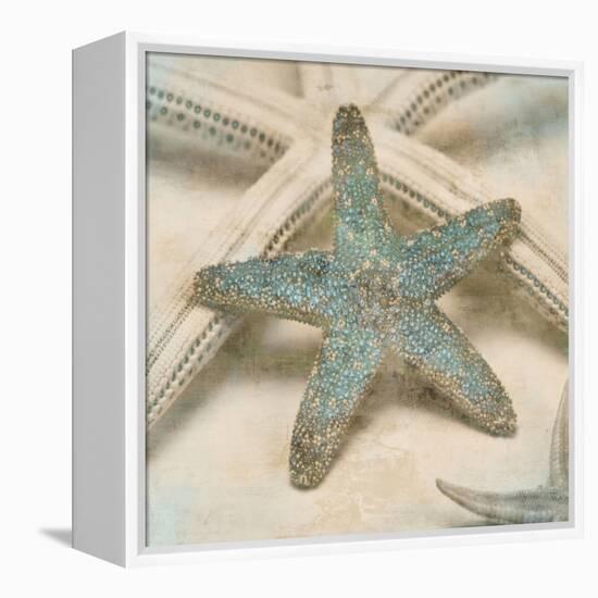 Coastal Gems III-John Seba-Framed Stretched Canvas