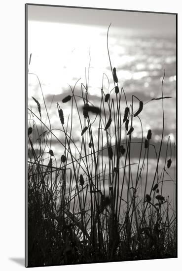 Coastal Grass I-Erin Berzel-Mounted Photographic Print