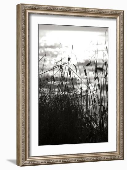 Coastal Grass II-Erin Berzel-Framed Photographic Print