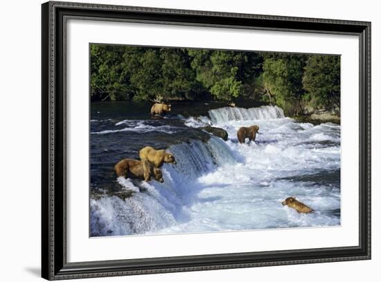 Coastal Grizzlies or Alaskan Brown Bears Fishing-null-Framed Photographic Print