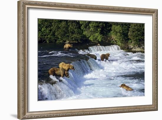 Coastal Grizzlies or Alaskan Brown Bears Fishing--Framed Photographic Print