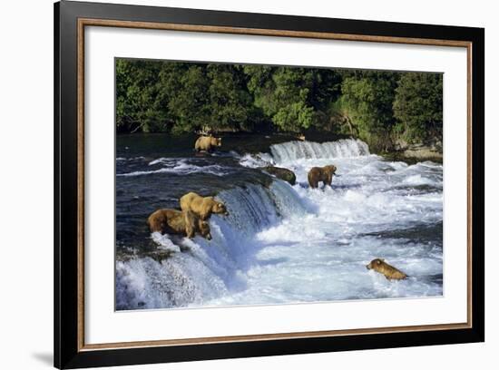 Coastal Grizzlies or Alaskan Brown Bears Fishing-null-Framed Photographic Print