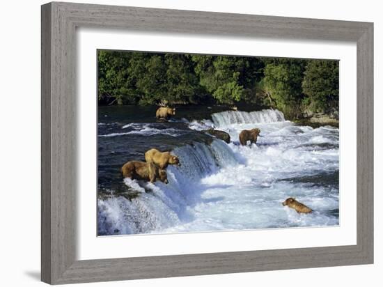 Coastal Grizzlies or Alaskan Brown Bears Fishing-null-Framed Photographic Print