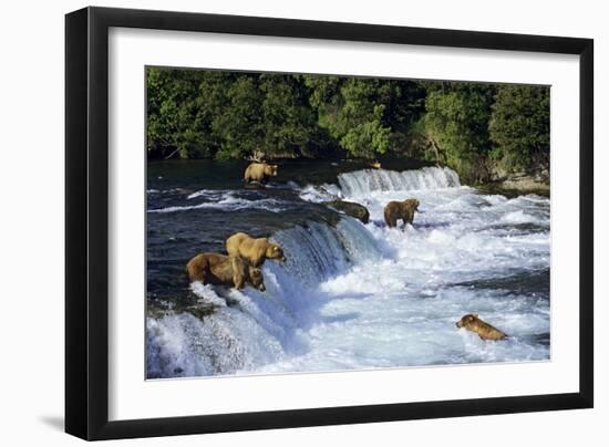 Coastal Grizzlies or Alaskan Brown Bears Fishing-null-Framed Photographic Print
