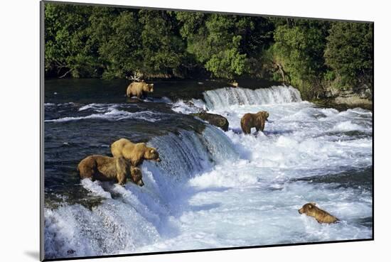 Coastal Grizzlies or Alaskan Brown Bears Fishing-null-Mounted Photographic Print