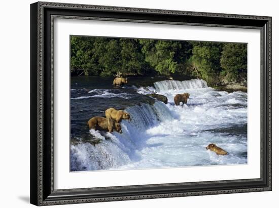 Coastal Grizzlies or Alaskan Brown Bears Fishing-null-Framed Photographic Print