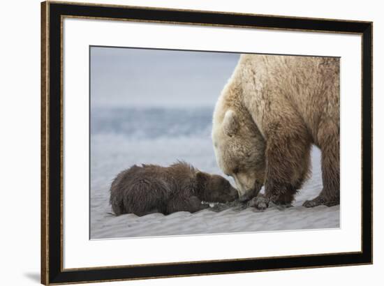 Coastal Grizzly bear cub begs for a clam. Lake Clark National Park, Alaska.-Brenda Tharp-Framed Premium Photographic Print