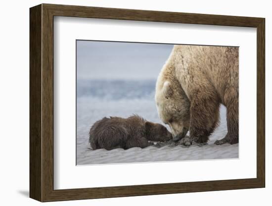 Coastal Grizzly bear cub begs for a clam. Lake Clark National Park, Alaska.-Brenda Tharp-Framed Photographic Print