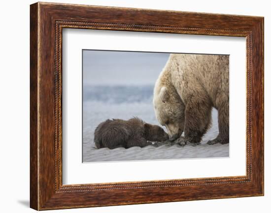 Coastal Grizzly bear cub begs for a clam. Lake Clark National Park, Alaska.-Brenda Tharp-Framed Photographic Print