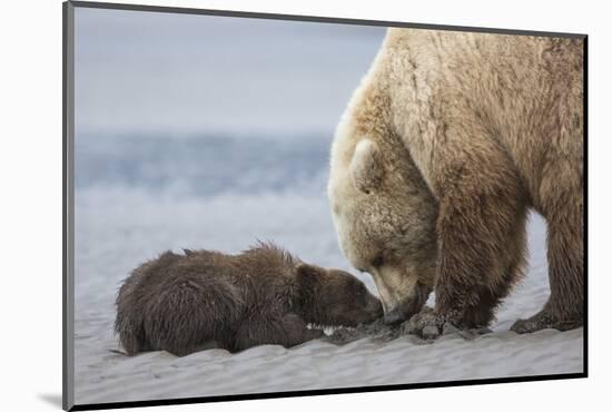 Coastal Grizzly bear cub begs for a clam. Lake Clark National Park, Alaska.-Brenda Tharp-Mounted Photographic Print