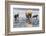 Coastal Grizzly bear mother and cubs run across mud flat, Lake Clark National Park, Alaska.-Brenda Tharp-Framed Photographic Print