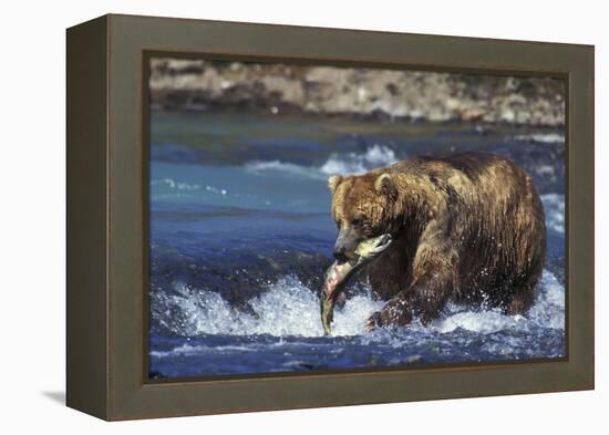 Coastal Grizzly Bear with Salmon in Mouth-null-Framed Premier Image Canvas