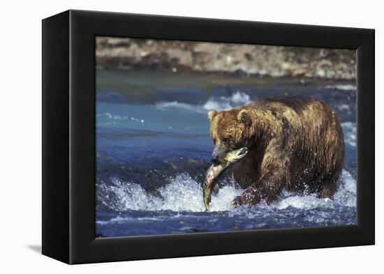 Coastal Grizzly Bear with Salmon in Mouth-null-Framed Premier Image Canvas