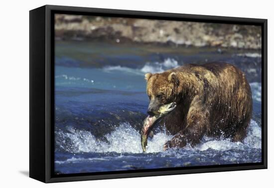 Coastal Grizzly Bear with Salmon in Mouth-null-Framed Premier Image Canvas