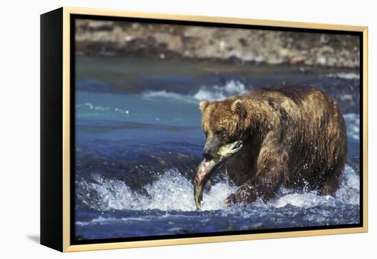 Coastal Grizzly Bear with Salmon in Mouth-null-Framed Premier Image Canvas