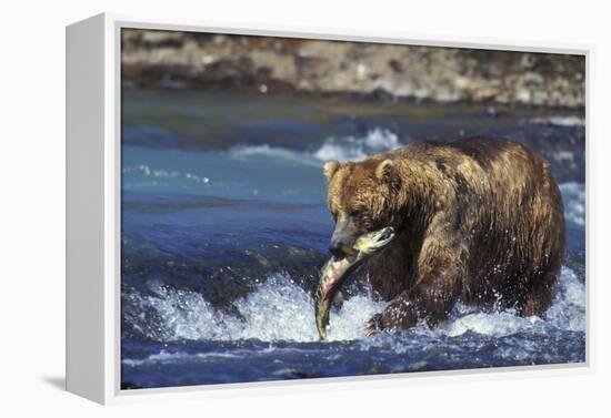 Coastal Grizzly Bear with Salmon in Mouth-null-Framed Premier Image Canvas