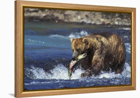 Coastal Grizzly Bear with Salmon in Mouth-null-Framed Premier Image Canvas