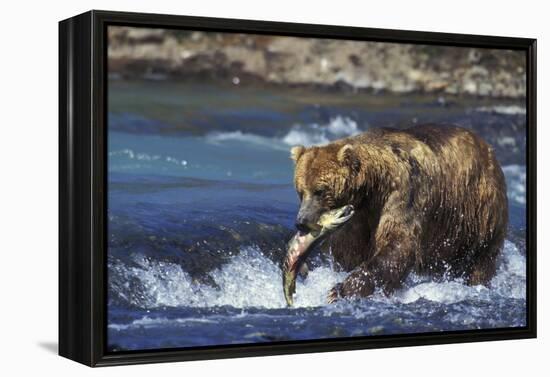 Coastal Grizzly Bear with Salmon in Mouth-null-Framed Premier Image Canvas