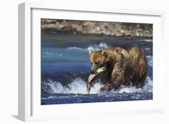Coastal Grizzly Bear with Salmon in Mouth-null-Framed Photographic Print
