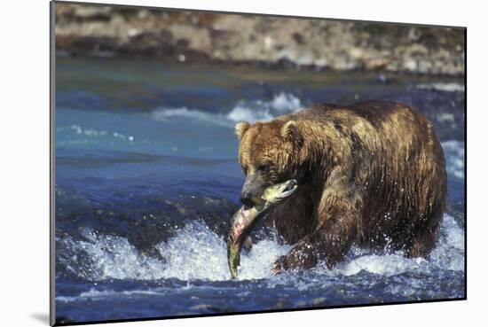 Coastal Grizzly Bear with Salmon in Mouth-null-Mounted Photographic Print