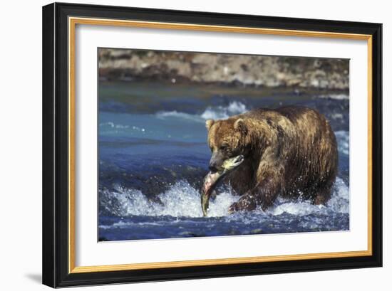 Coastal Grizzly Bear with Salmon in Mouth-null-Framed Photographic Print